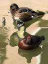 FERRUGINIOUS_DUCK.jpg