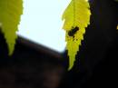 FLY_BENEATH_THE_LEAF.JPG