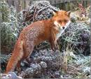 FOXY_.jpg