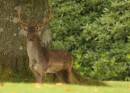Fallow_Buck_copy.jpg