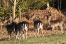 Fallow_Deer.jpg
