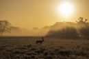 Fallow_Deer_Stag_in_the_mist.jpg