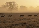 Fallow_Deer_in_the_mist.jpg