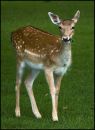 /gallery/data/501/thumbs/Fallow_deer_2_edited-1.jpg