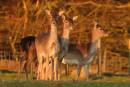 Fallow_in_the_Evening_Sun.jpg