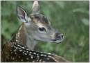 Fawn.jpg