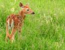 Fawn1.JPG