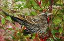 Fe_Redwing_blackbird.jpg