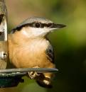 Feeder-1.jpg