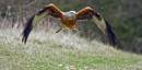 Feeding-Kite.jpg