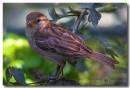 Female-House-Sparrow.jpg