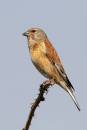 Female-Linnet2.jpg