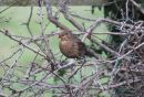 Female_Blackbird.jpg