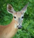 Female_Deer_2.jpg