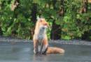 Female_Fox.jpg
