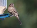 Female_Gold_Finch.jpg