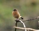 Female_Stonechat_edited-1.jpg