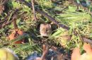Field_Vole_6-1-2021_.jpg