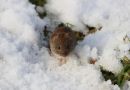 Field_Vole_Microtus_Agrestis_9-1-2021_8.jpg