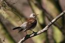 Fieldfare.jpg