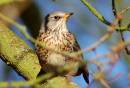 Fieldfare3_600_x_409_.jpg
