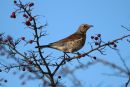 /gallery/data/501/thumbs/Fieldfare_Turdus_Pilaris_25-12-2020_3.jpg