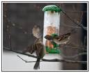 /gallery/data/501/thumbs/Fighting_Over_Bird_Seed_framed_400.jpg