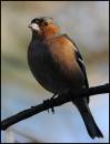 Finch.jpg