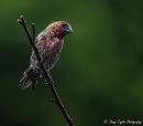 Finch_H_Nikon_D_610_Sig_150_600C_072021_DSC_9385-Edit.jpg