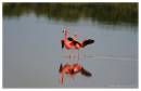 Flamingo2.jpg