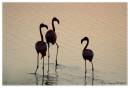 Flamingo3.jpg