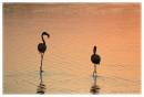 Flamingo4.jpg