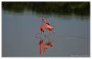 Flamingo5.jpg