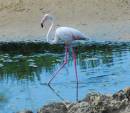 FlamingoMellieha.jpg