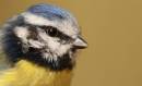 Fluffy_Blue_Tit.jpg