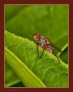 Fly_N_D_600_Sig_105_HH_RF_Framed_062816_0030.jpg