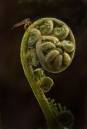 /gallery/data/501/thumbs/Fly_on_Fern_IMG_8902_NQR_OKed_flattened_World_Photo_Forum.jpg