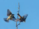 Flycatcher-1116_web.jpg