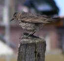 Flycatcher.jpg