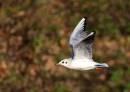 Flying-gull.jpg
