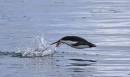 FlyingPenguin.jpg