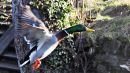 Flying_Duck.jpg