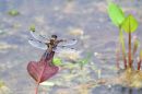Four-Spotted-Chaser.jpg