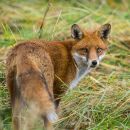 Fox-2.jpg