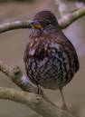 FoxSparrow.jpg