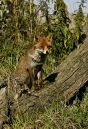 Fox_.jpg