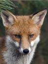 Fox_1_filtered_copy.jpg