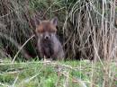 Fox_Cub.jpg
