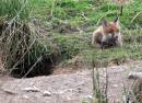 Fox_Cub_2.jpg