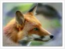 Foxy1.jpg